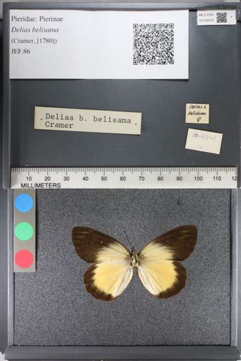 Media type: image;   Entomology 128315